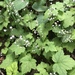 Oneleaf Foamflower - Photo (c) Mike Ryan, some rights reserved (CC BY-NC), uploaded by Mike Ryan