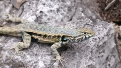Sceloporus couchii