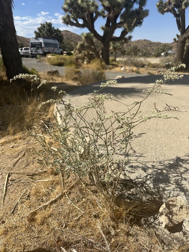 Image of Eriogonum plumatella by (c) Melanie J. Davis, some rights reserved (CC BY)