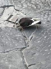 Columba livia domestica
