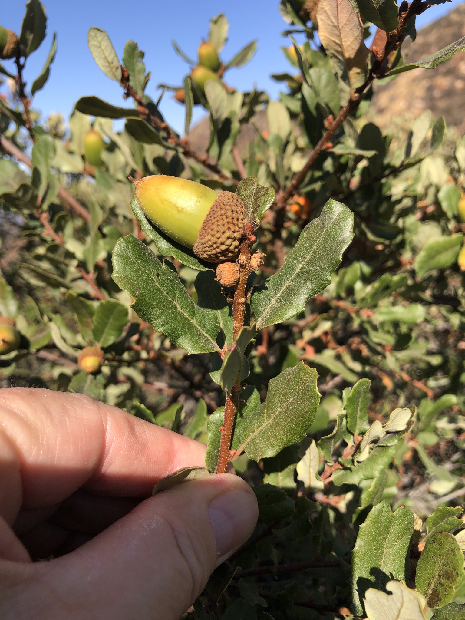 Quercus X acutidens