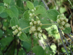 Calea ternifolia