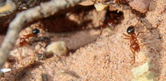Formica neogagates