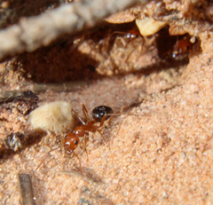 Formica neogagates