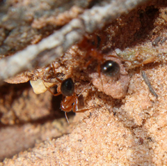 Formica neogagates