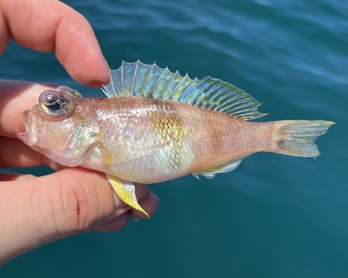 Zwartkieuw-zeebaarsje (Serranus atrobranchus) — Serranidae