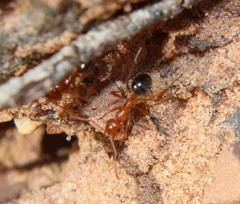 Formica neogagates