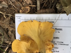 Cantharellus flavolateritius