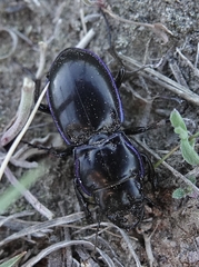 Pasimachus elongatus