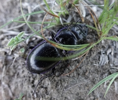 Pasimachus elongatus