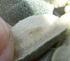 Cacopsylla magnicauda
