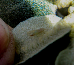Cacopsylla magnicauda