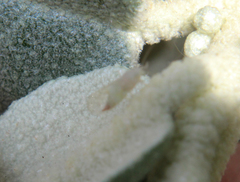 Cacopsylla magnicauda