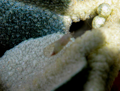 Cacopsylla magnicauda