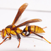 Horse's Paper Wasp - Photo (c) Wayne Fidler, some rights reserved (CC BY-NC), uploaded by Wayne Fidler