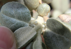Cacopsylla magnicauda