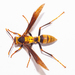 Umbrella Paper Wasps - Photo (c) Wayne Fidler, some rights reserved (CC BY-NC), uploaded by Wayne Fidler