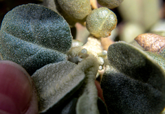 Cacopsylla magnicauda