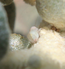 Cacopsylla magnicauda