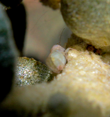 Cacopsylla magnicauda