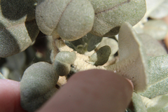 Cacopsylla magnicauda