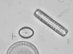 Cocconeis
