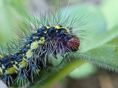 Gnophaela latipennis