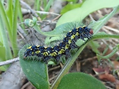 Gnophaela latipennis