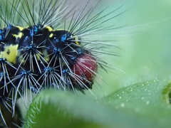 Gnophaela latipennis