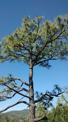 Pinus leiophylla