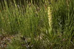 Platanthera hyperborea