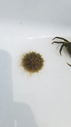 Strongylocentrotus droebachiensis