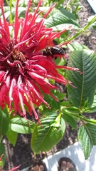 Xylocopa tabaniformis androleuca