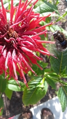 Xylocopa tabaniformis androleuca
