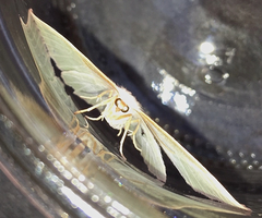 Campaea perlata