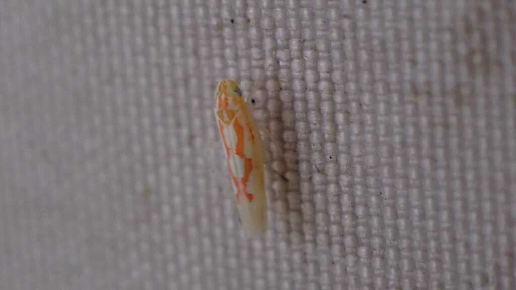 Zygina schneideri