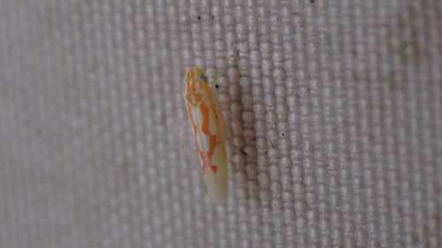 Zygina schneideri