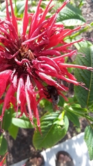Xylocopa tabaniformis androleuca