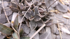 Lenophyllum guttatum
