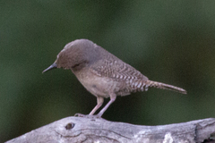 Troglodytes aedon parkmanii