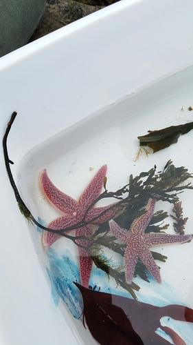 Asterias forbesi