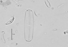 Sellaphora