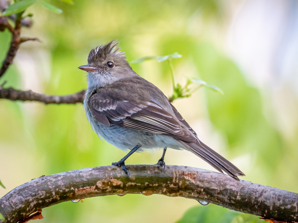 Caribbean Elaenia (Elaenia martinica) photo
