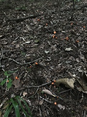 Cantharellus corallinus