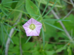 Ipomoea costellata