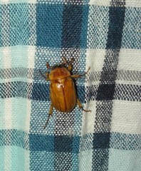 Cyclocephala pasadenae