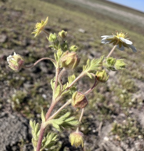 Image of Potentilla newberryi by (c) Matt Berger, some rights reserved (CC BY)