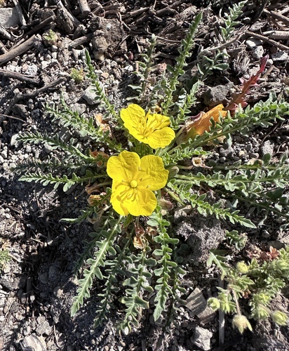 Image of Taraxia tanacetifolia by (c) Matt Berger, some rights reserved (CC BY)