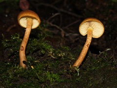 Gymnopilus ferruginosus