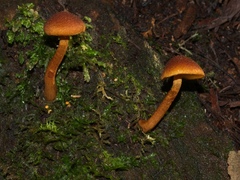 Gymnopilus ferruginosus